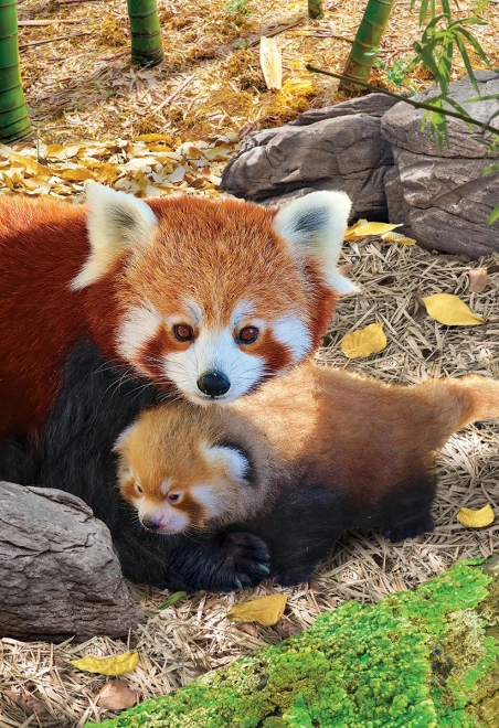 Puzzle Save Our Planet: Pandas rojos XL 250 piezas
