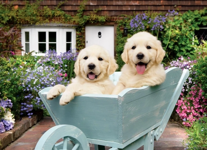Puzzle ANATOLIAN cachorros en carrito 260 piezas