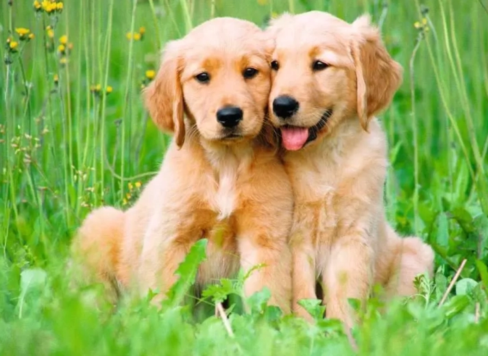 Puzzle Ravensburger Cachorritos 500 piezas