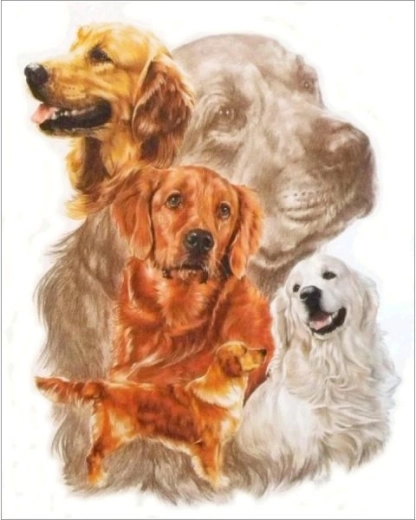 Pintura de diamantes – cuadro Golden retriever 30 × 35 cm