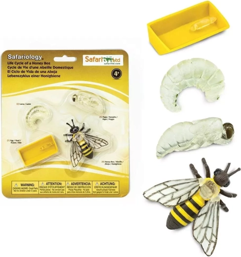 Safari Ltd. ciclo de vida de la abeja