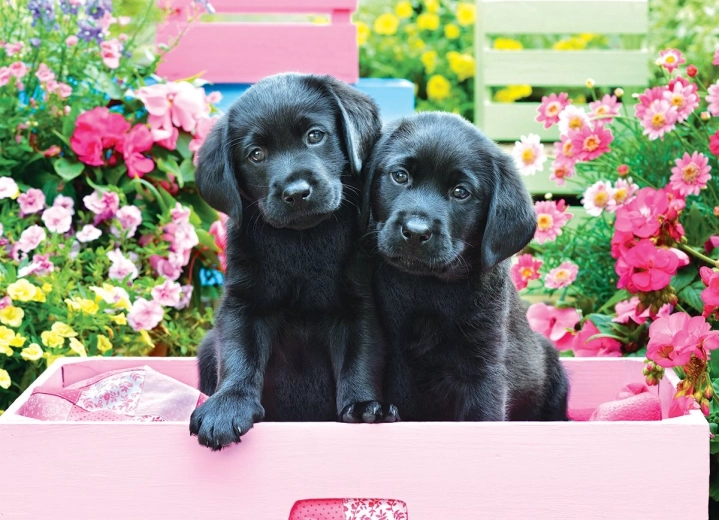 Puzzle de labradores en caja XL 500 piezas
