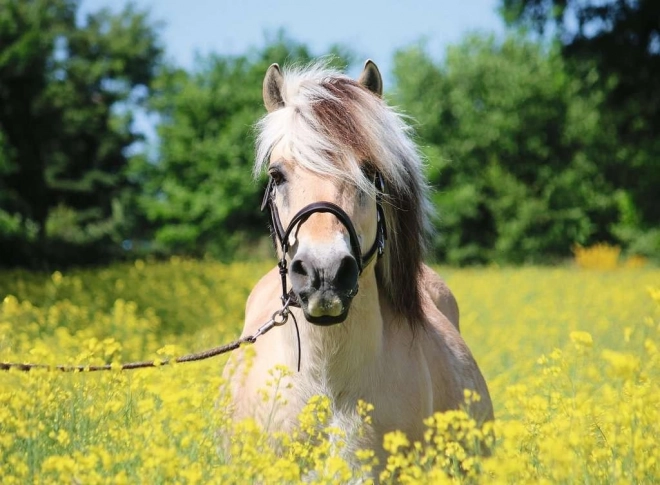 Puzzle RAVENSBURGER – caballo castaño, 500 piezas