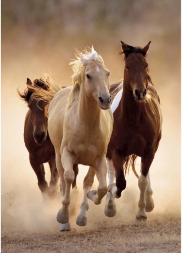 Pintura con diamantes – caballos al galope 30 × 40 cm - 1 pieza