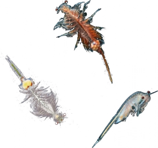 Ideal para niños de 8 a 12 años