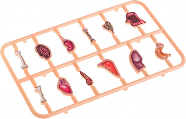 Juego completo con 12 órganos y espacio de almacenamiento