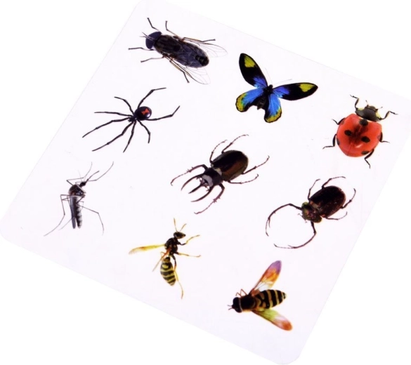 Tarjetas educativas con insectos