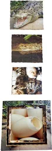 Escenas de cocodrilos