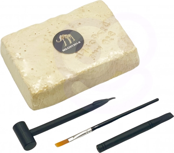 Excava y descubre: huesos fosilizados de dinosaurio