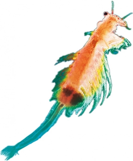 Ciencia viva en casa