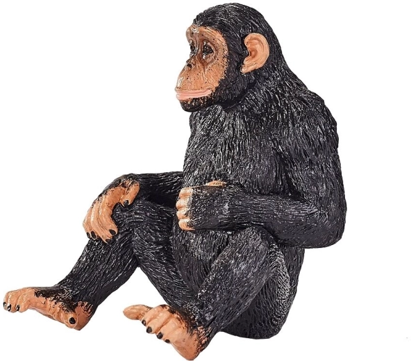Chimpancé al alcance