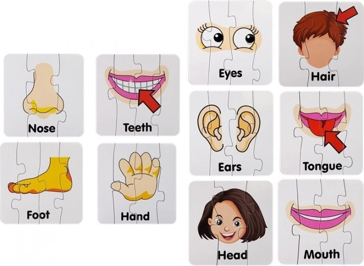 Ilustraciones claras de partes del cuerpo