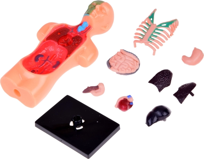 Órganos extraíbles para una enseñanza interactiva