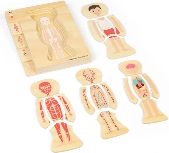 Aprendizaje por capas del cuerpo humano