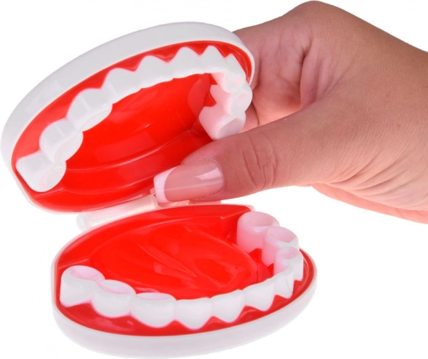 Rincón dental con modelo de mandíbula