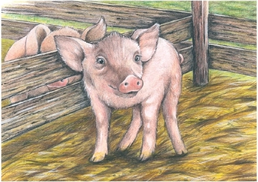 Motivo favorito del cerdito