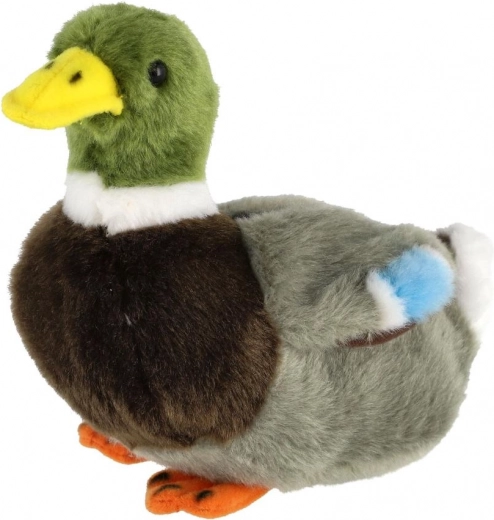 Coloración realista del ánade real