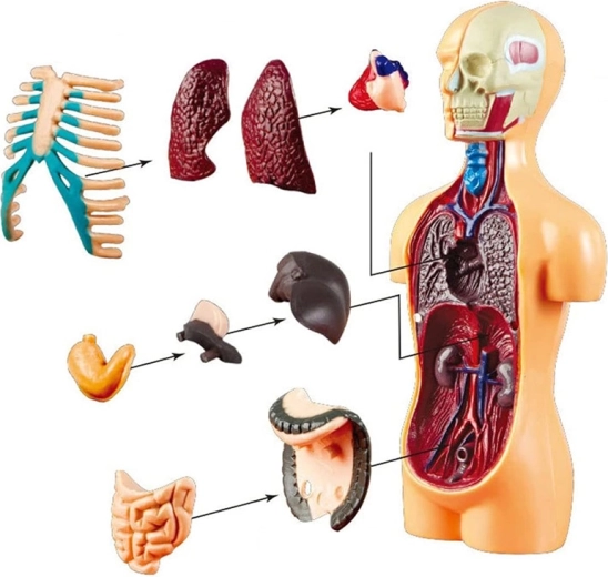 Tamaño compacto de 15 cm y base estable