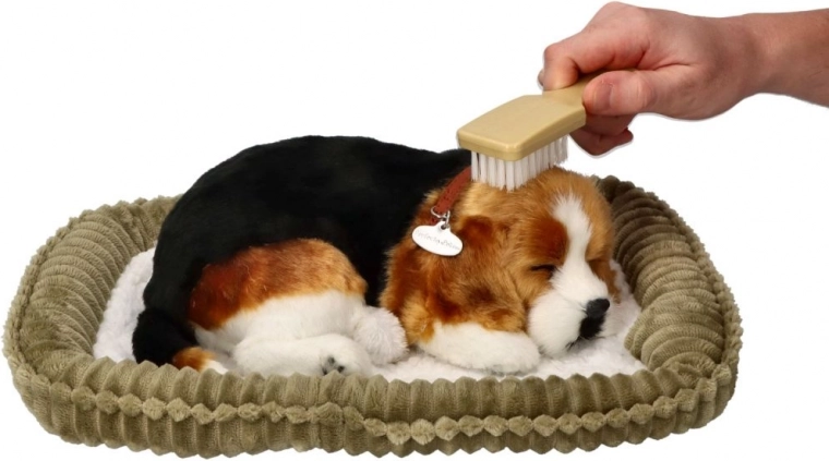 Detalles fieles de la raza beagle