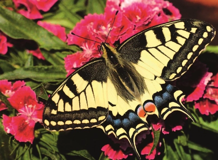 Diseño cautivador de mariposa